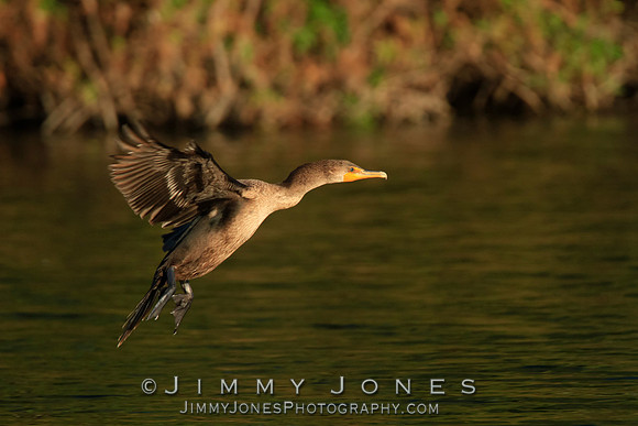 Double-Crested Cormorant