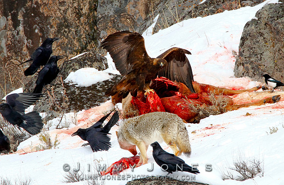 Coyote vs Golden Eagle