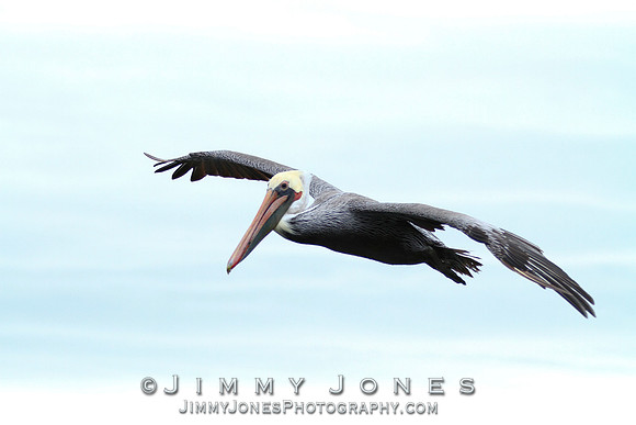 Brown Pelican