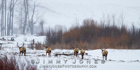 Bull Elk
