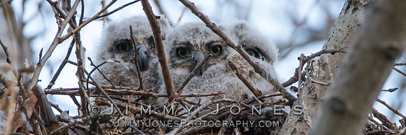 Great Horned Owlets