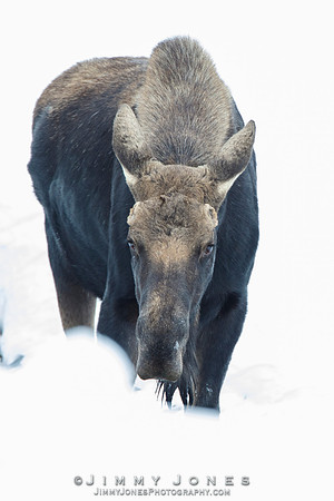 Silver Dollar Bull Moose - CS/P0656