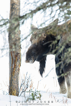 Silver Dollar Bull Moose - CS/P0658