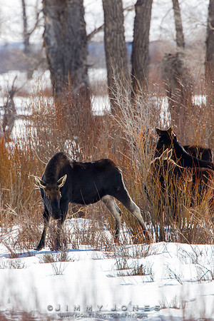 Moose - CS/P0660