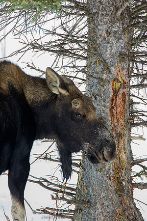 Silver Dollar Bull Moose - CS/P0662