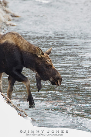 Silver Dollar Bull Moose - CS/P0665
