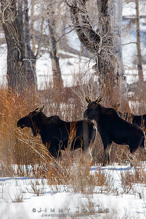 Moose - CS/P0666