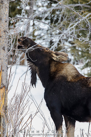Silver Dollar Bull Moose - CS/P0667