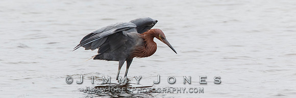 Reddish Egret - BS/P0163