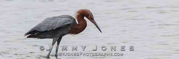 Reddish Egret - BS/P0164