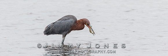 Reddish Egret - BS/P0165