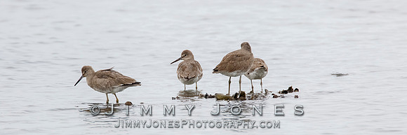 Western Willet - BS/P0160