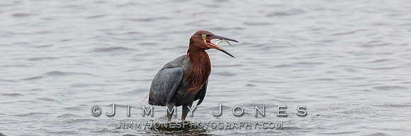Reddish Egret - BS/P0166