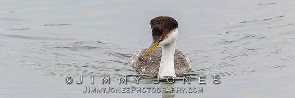 Western Grebe - BS/P0161