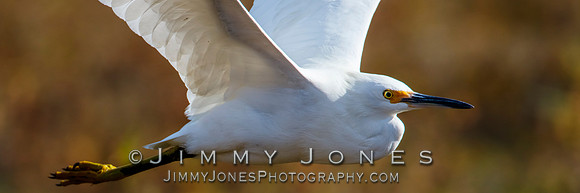Snowy Egret