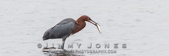 Reddish Egret - BS/P0167