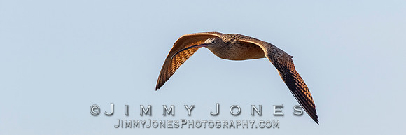 Long-billed Curlew - BS/P0162