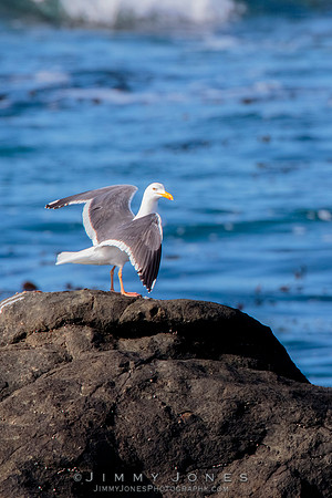 Western Gull