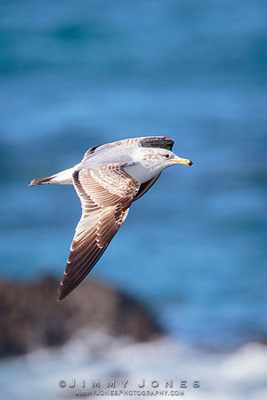 Western Gull