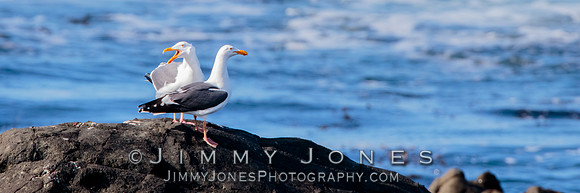 Western Gull
