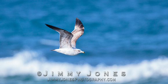 Western Gull