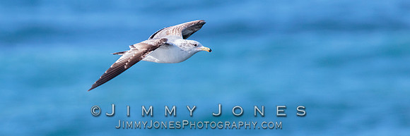 Western Gull
