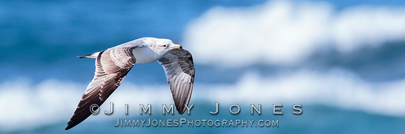 Western Gull