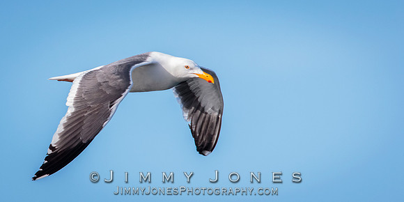 Western Gull