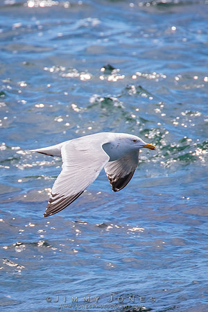 Western Gull