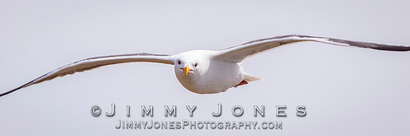 Western Gull