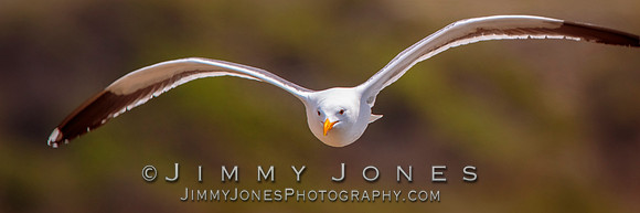 Western Gull