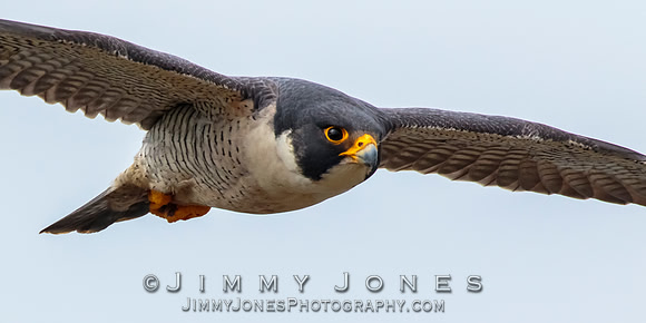 Peregrine Falcon
