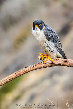 Peregrine Falcon