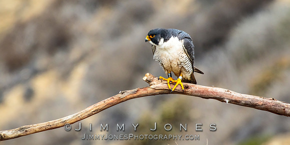 Peregrine Falcon