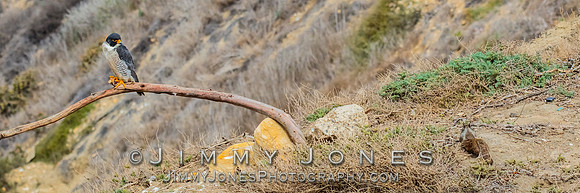 Peregrine Falcon