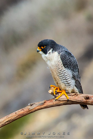 Peregrine Falcon