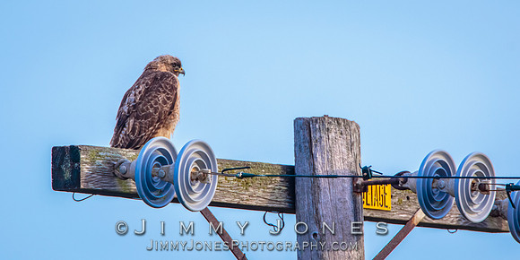 Red- Tailed Hawk