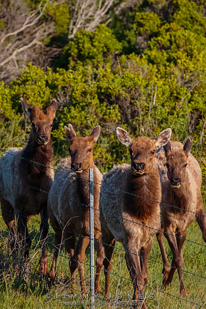 California Tule Elk
