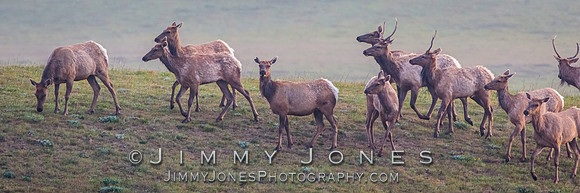 California Tule Elk