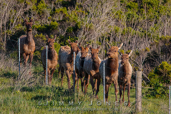 California Tule Elk