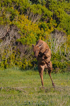 California Tule Elk