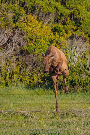 California Tule Elk