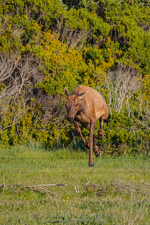 California Tule Elk