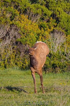 California Tule Elk