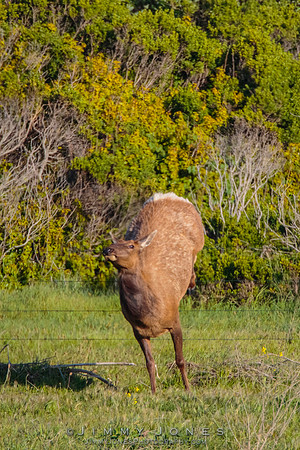 California Tule Elk
