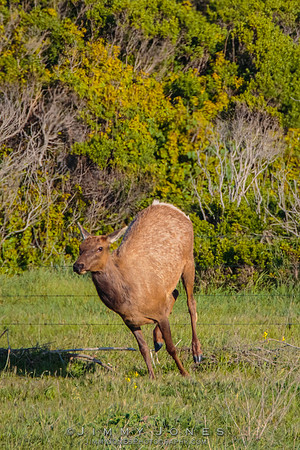 California Tule Elk