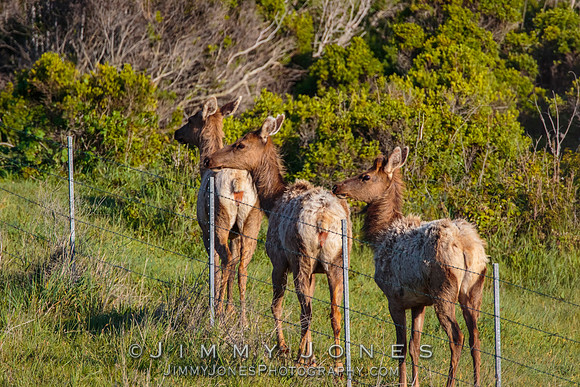 California Tule Elk