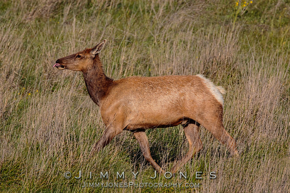 California Tule Elk