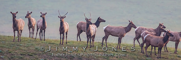 California Tule Elk