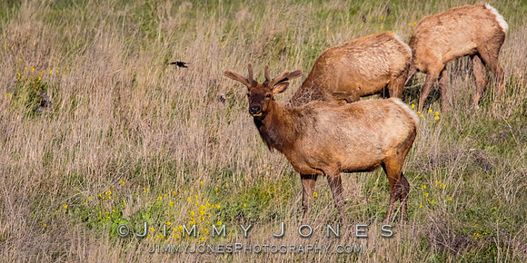 California Tule Elk